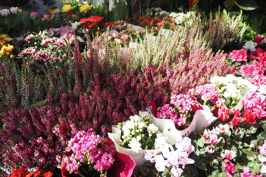 The Ultimate Guide to Buying Wholesale Flowers for Your Business