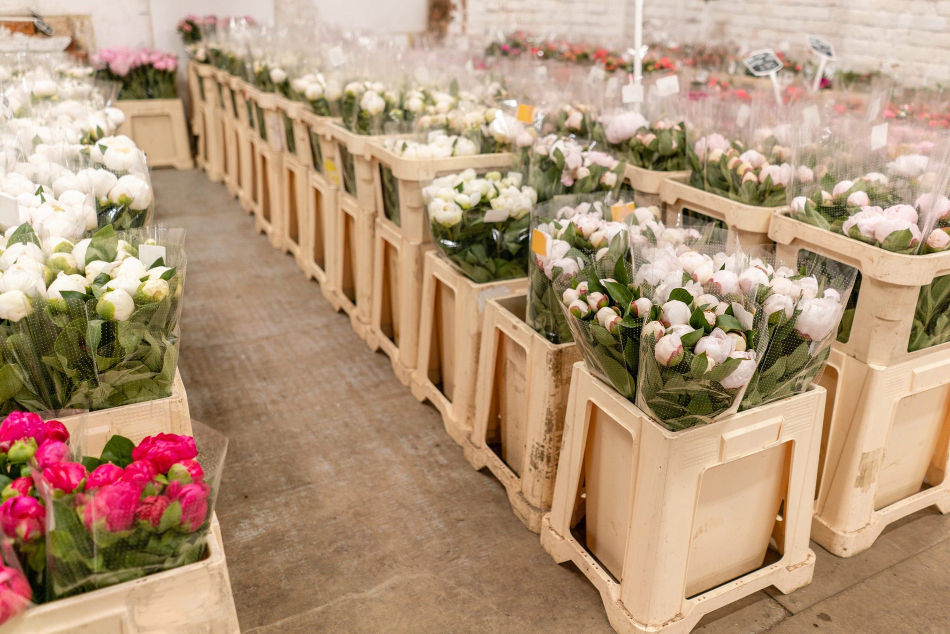 Trends in Wholesale Flowers: What’s Hot in the Floral Industry Right Now