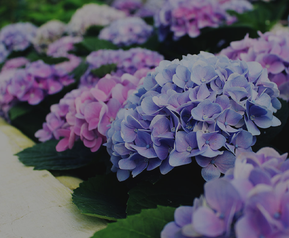 Why are Hydrangeas Such Popular Wedding Flowers?