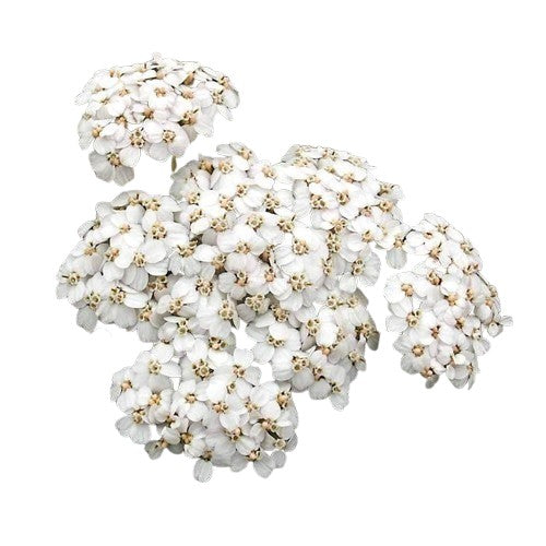 Achilea Yarrow White