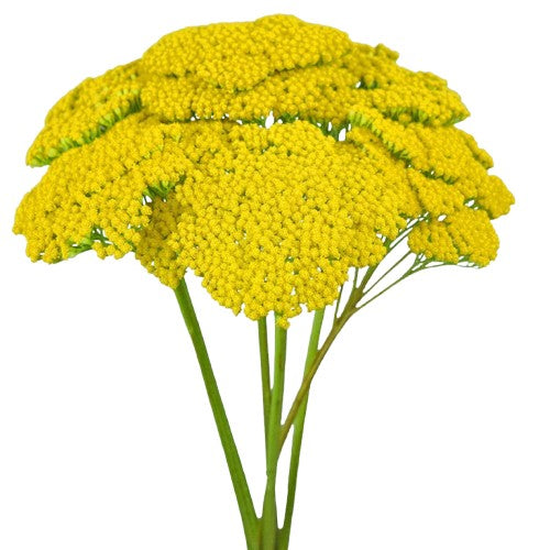 Achilea Yarrow Yellow