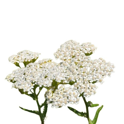 Achilea Yarrow White