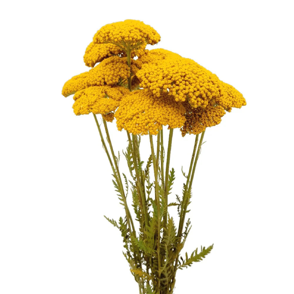 Achilea Yarrow Yellow