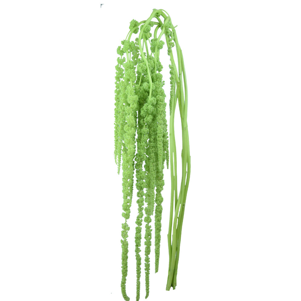 Amaranthus Green