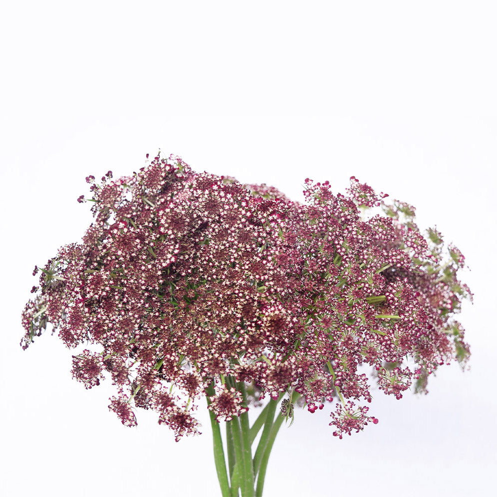 Ammi Majus Dara