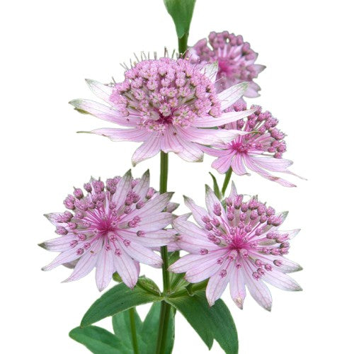 Astrantia Pink