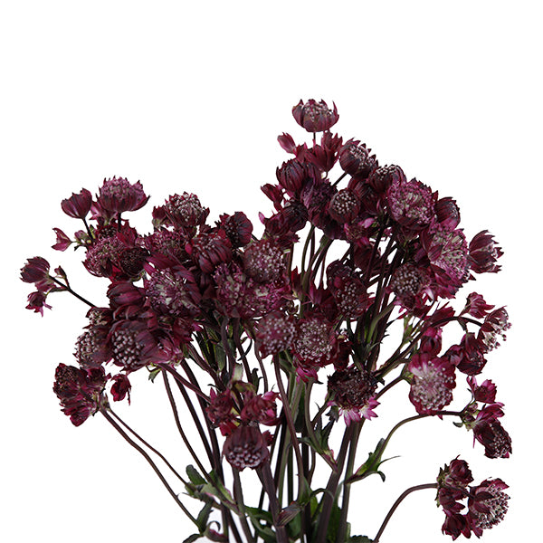 Astrantia Red