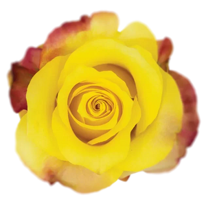 Hot Merengue Roses - WholesaleFlowers.net