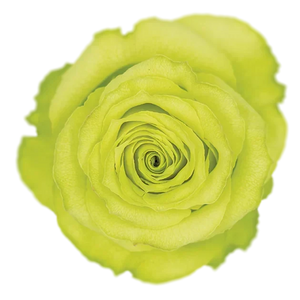 Lemonade Roses - WholesaleFlowers.net