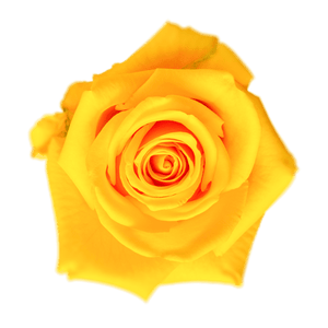 Lighthouse Roses - WholesaleFlowers.net