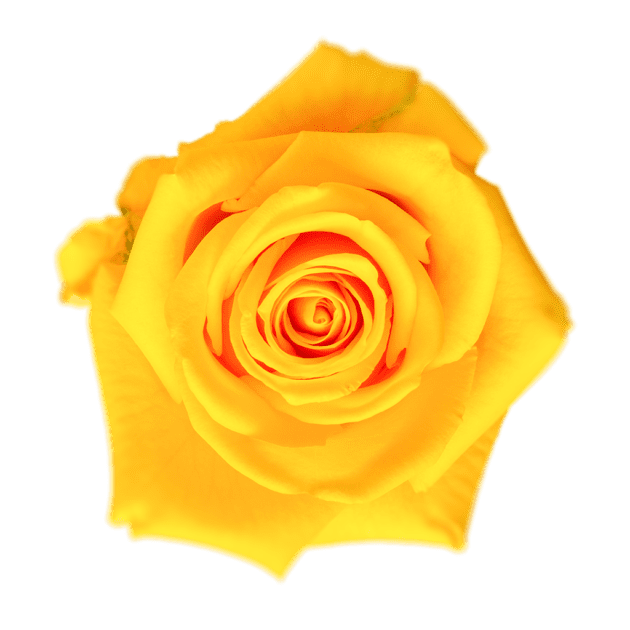 Lighthouse Roses - WholesaleFlowers.net