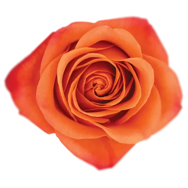 Orange Crush Roses - WholesaleFlowers.net