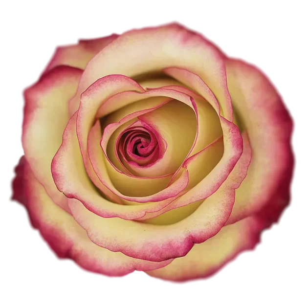 Paloma Roses - WholesaleFlowers.net