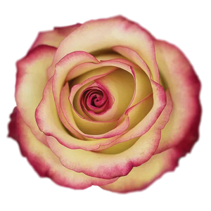 Paloma Roses - WholesaleFlowers.net