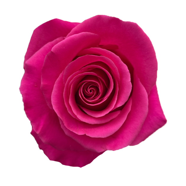 Pink Floyd Roses - WholesaleFlowers.net