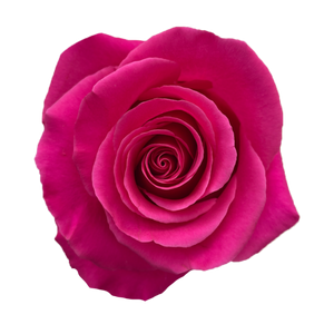 Pink Floyd Roses - WholesaleFlowers.net