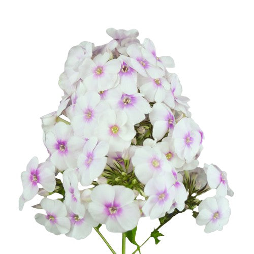 Phlox Miss Marple