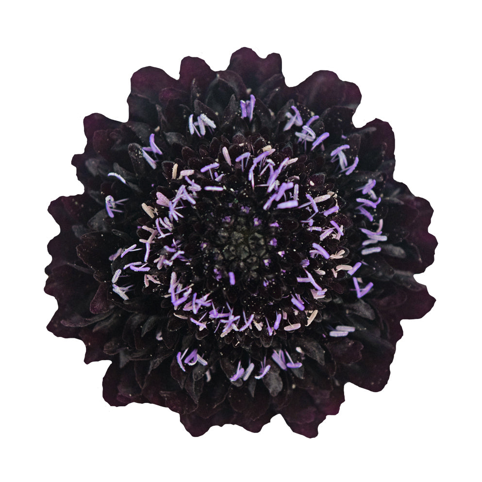 Scabiosa Dark Red