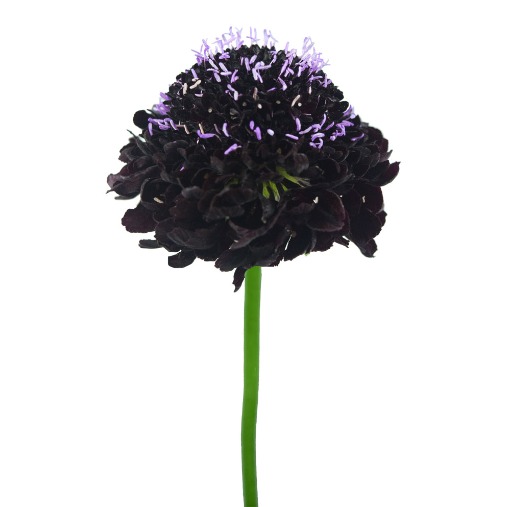 Scabiosa Dark Red