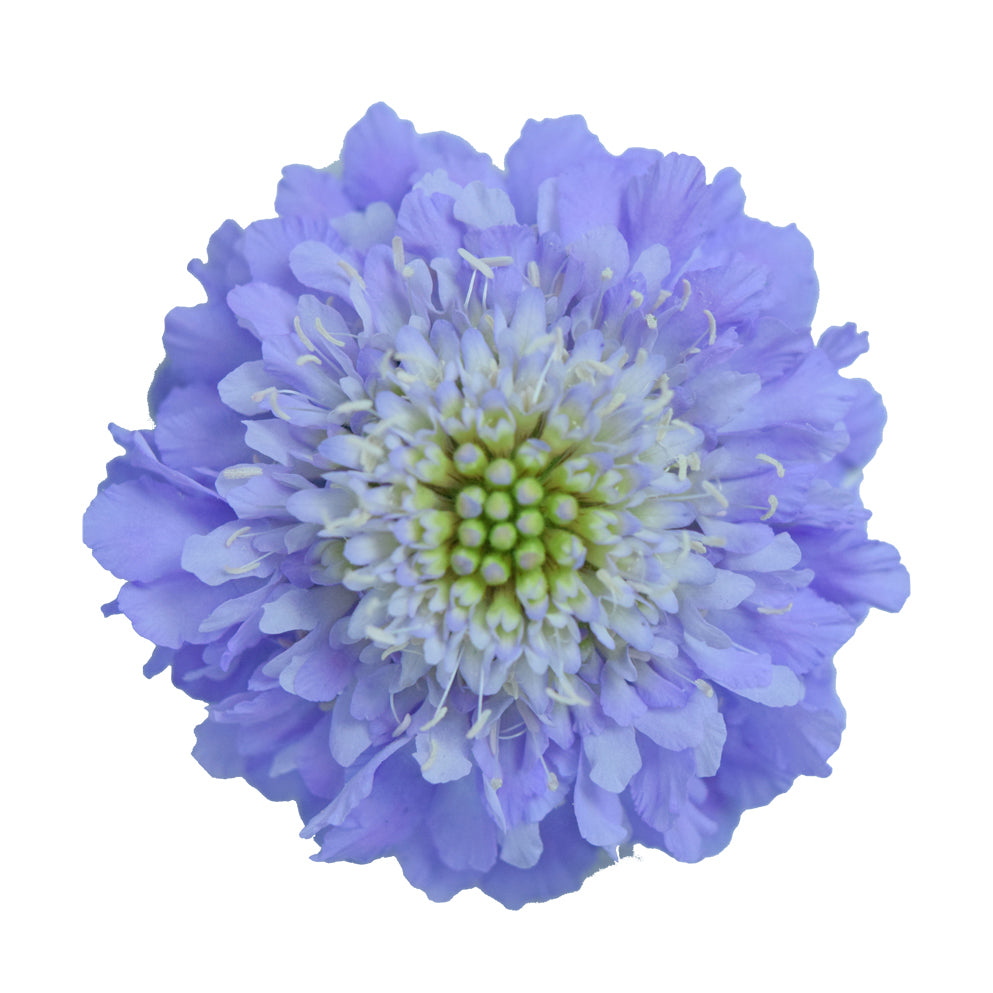 Scabiosa Lavender