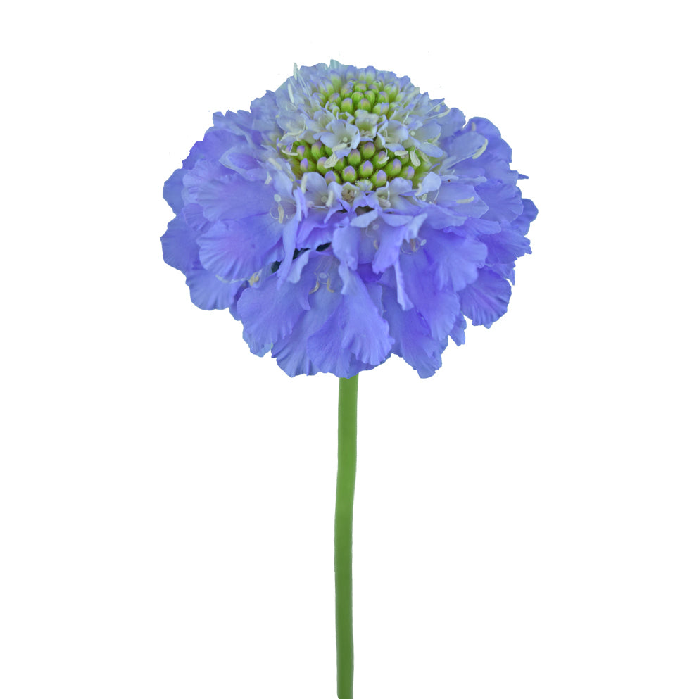 Scabiosa Lavender