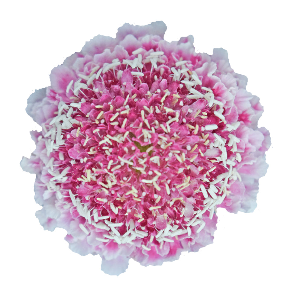 Scabiosa Pink