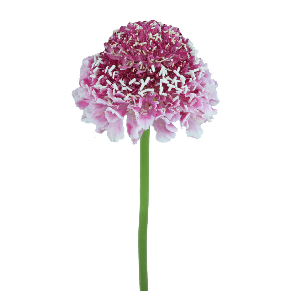 Scabiosa Pink