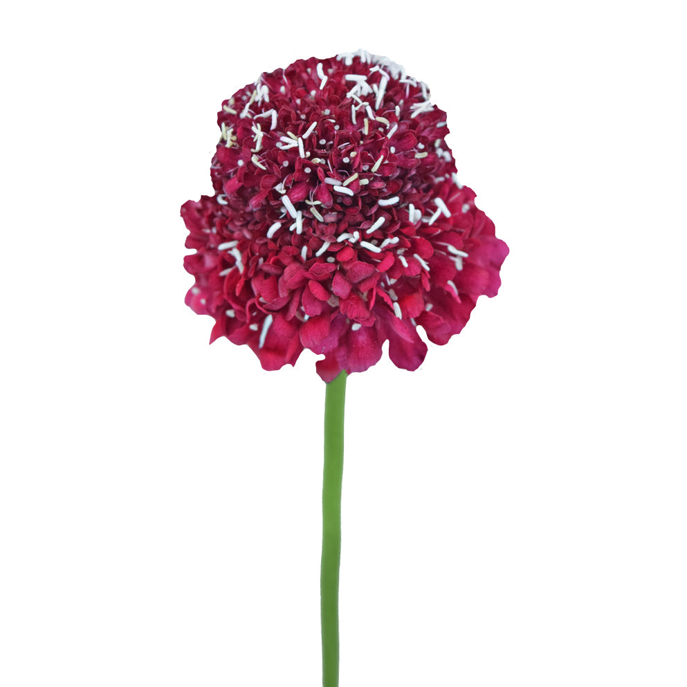 Scabiosa Red