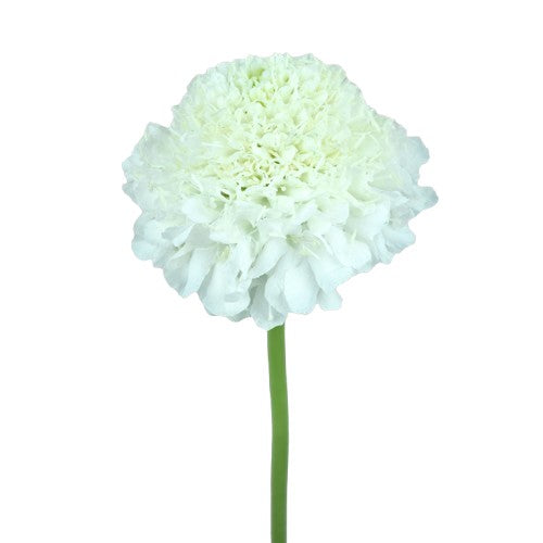 Scabiosa White