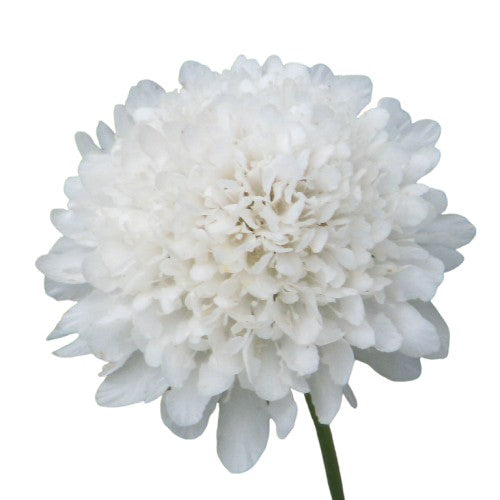 Scabiosa White