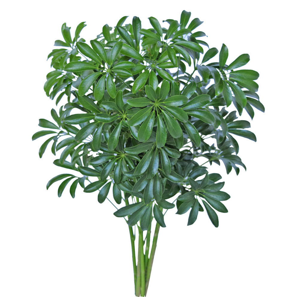 Schefflera