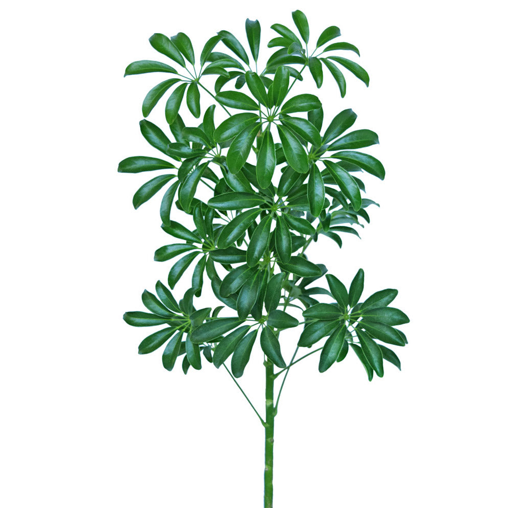 Schefflera