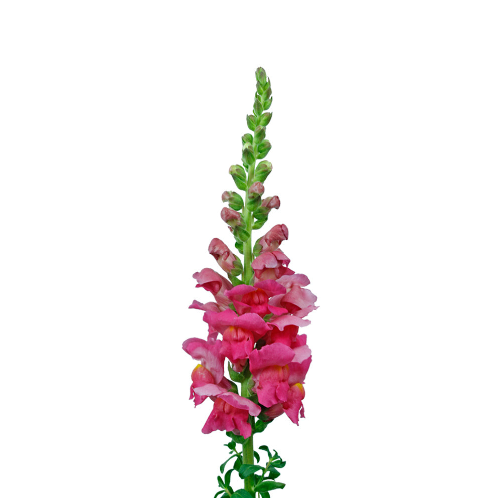 Snapdragon Hot Pink - WholesaleFlowers.net