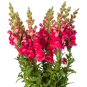 Snapdragon Hot Pink - WholesaleFlowers.net