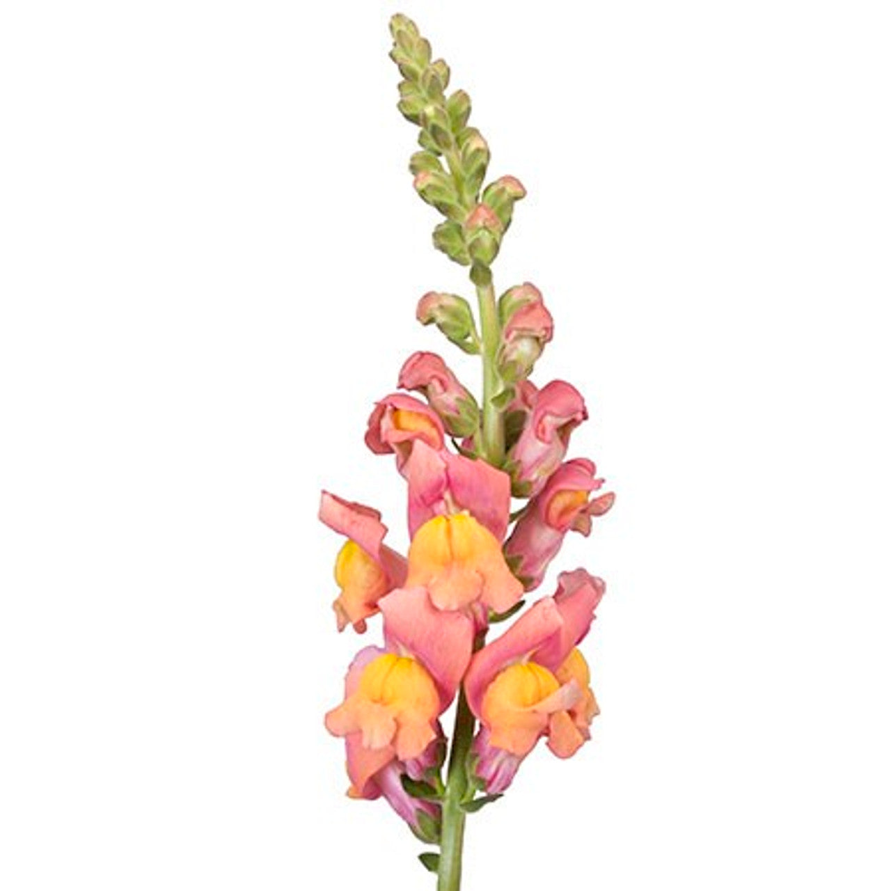 Snapdragon Orange