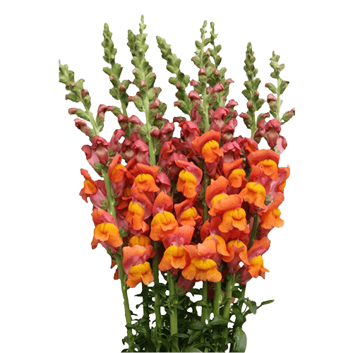 Snapdragon Orange