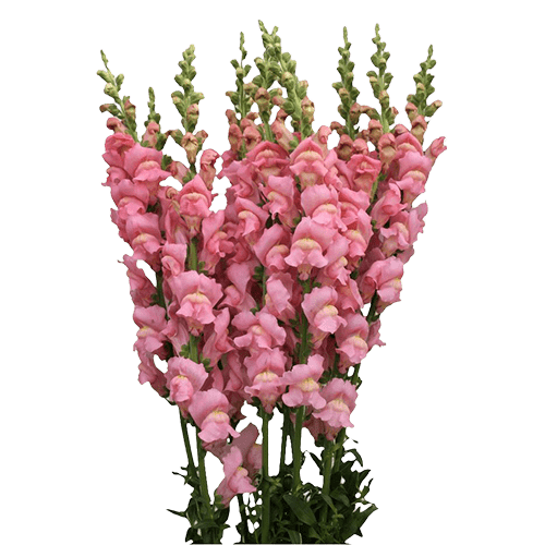 Snapdragon Pink - WholesaleFlowers.net