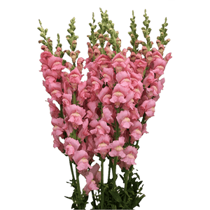 Snapdragon Pink - WholesaleFlowers.net