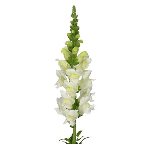 Snapdragon White - WholesaleFlowers.net