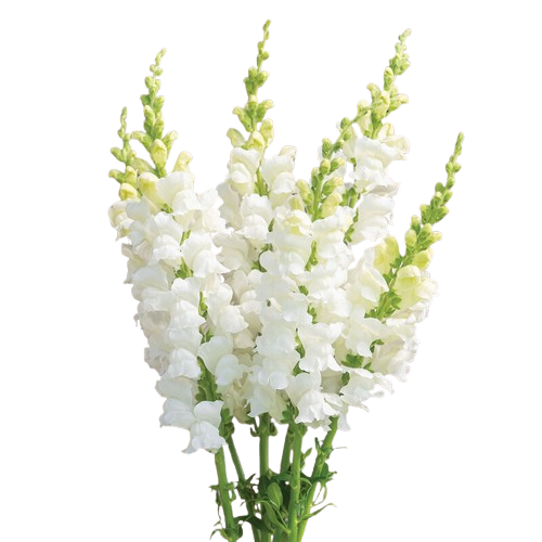 Snapdragon White - WholesaleFlowers.net