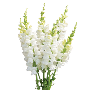 Snapdragon White - WholesaleFlowers.net