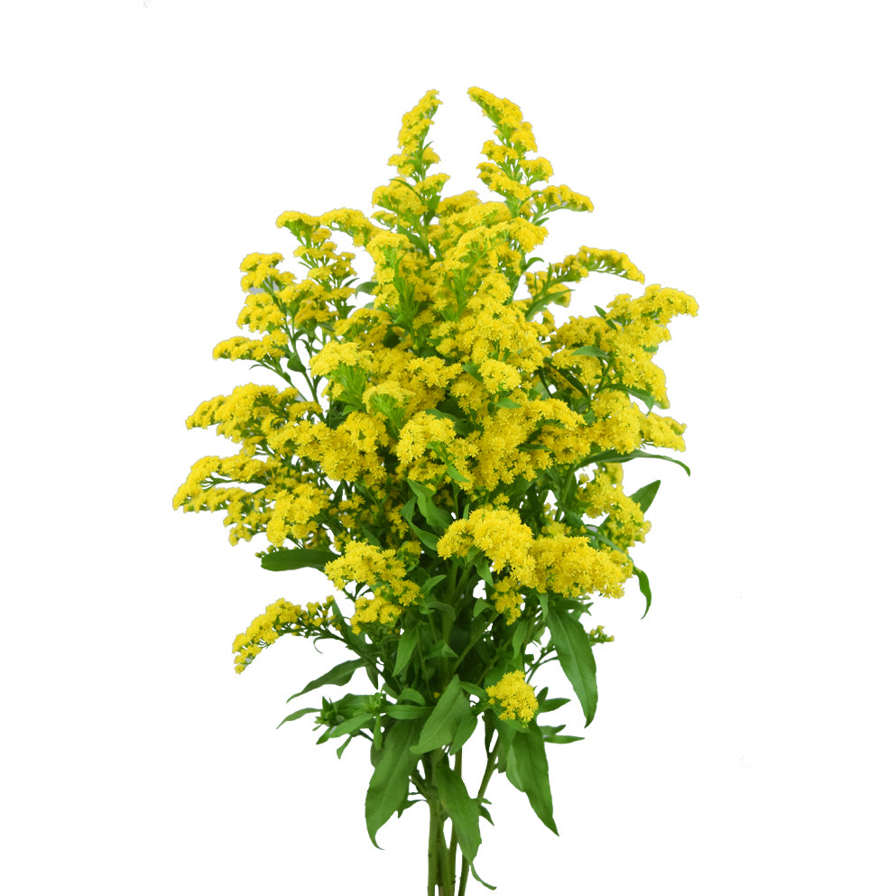 Solidago Morning Glory