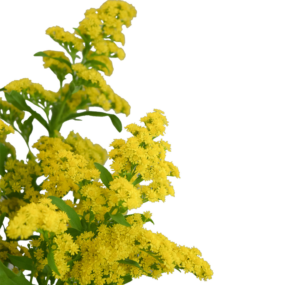 Solidago Morning Glory