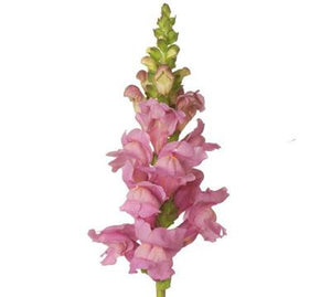 Snapdragon Pink - WholesaleFlowers.net