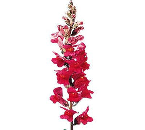 Snapdragon Red - WholesaleFlowers.net