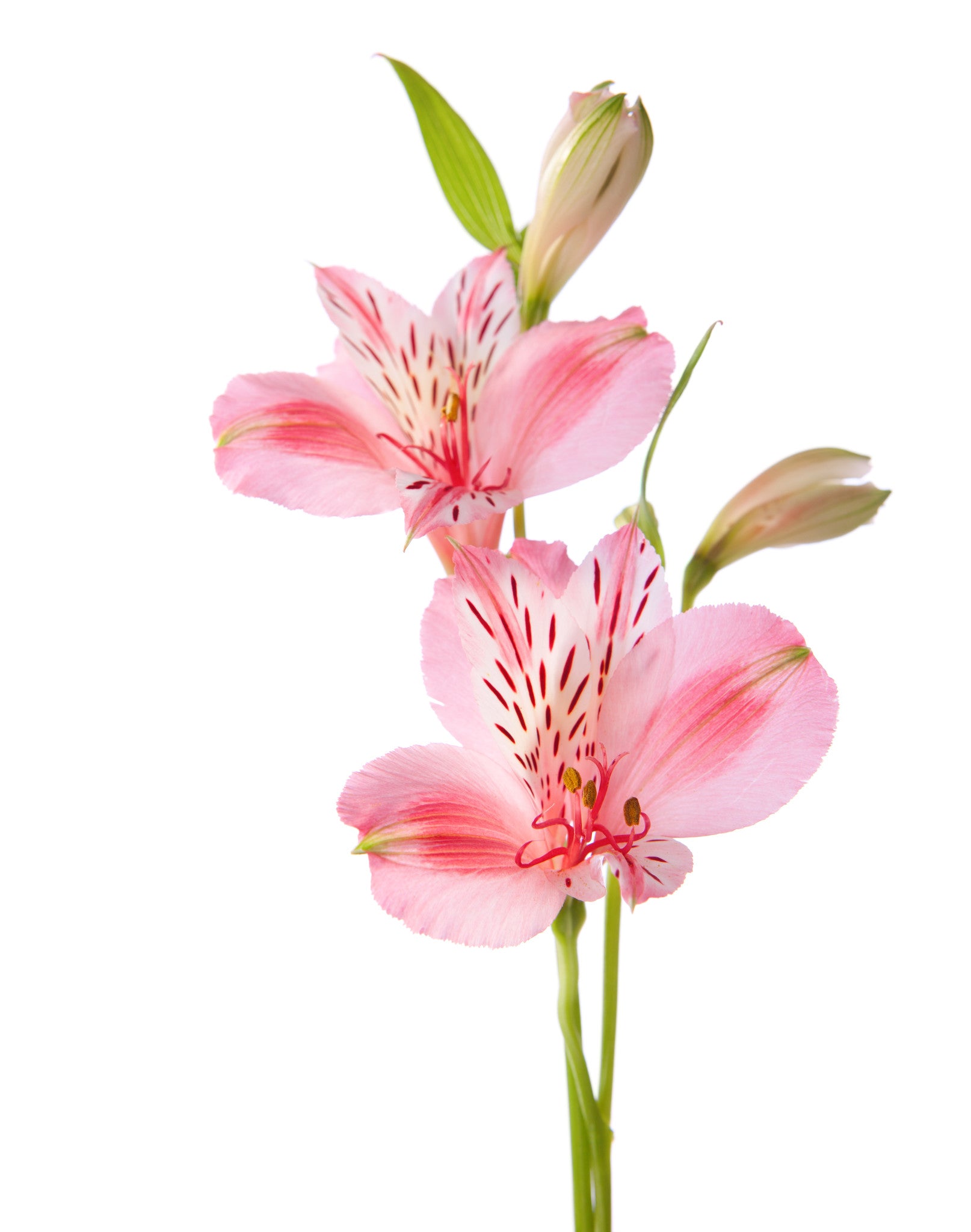 Alstroemeria Light Pink - BloomsyShop.com