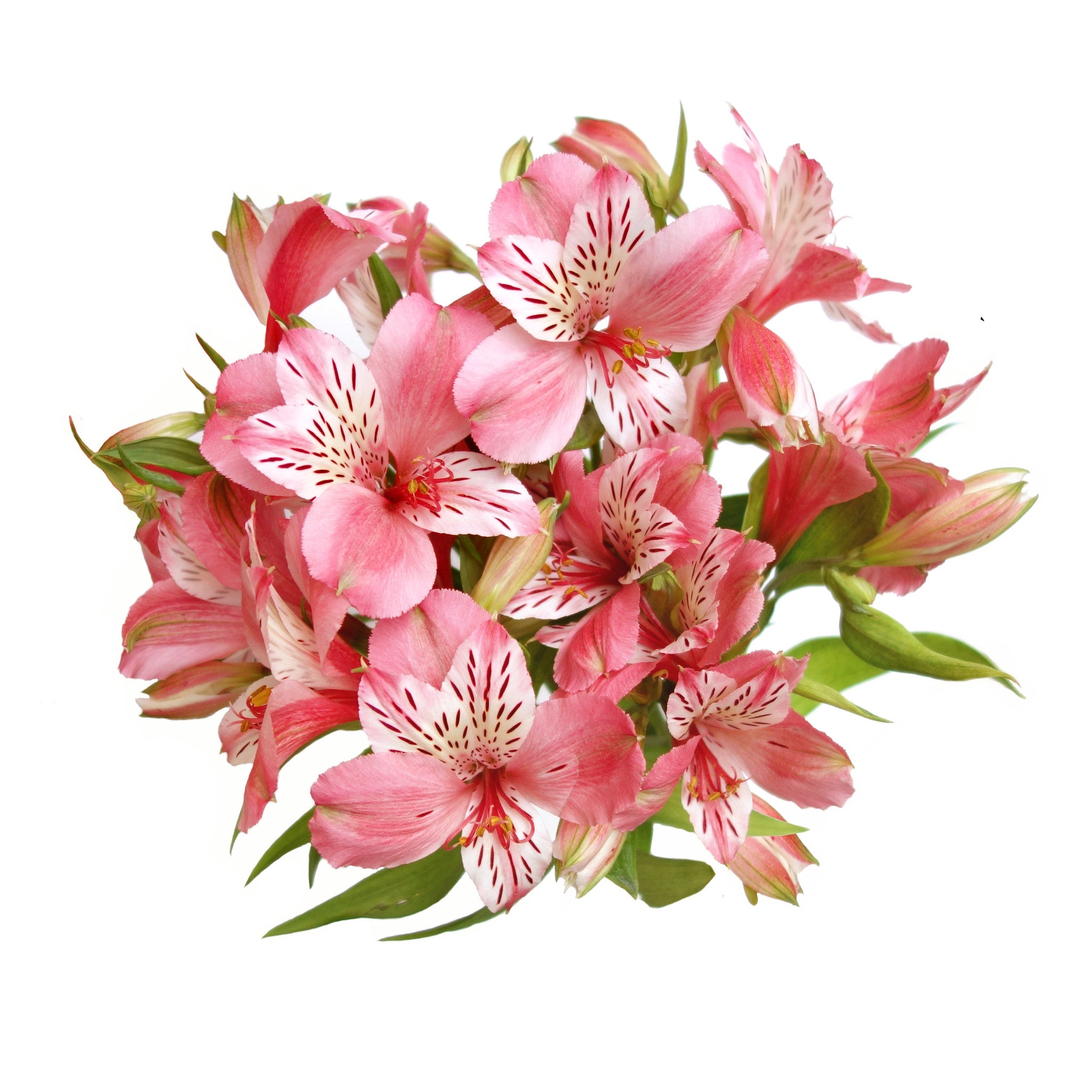 Alstroemeria Light Pink - BloomsyShop.com