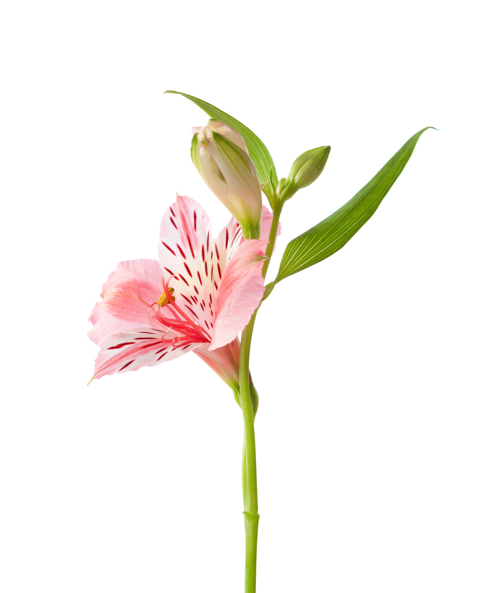 Alstroemeria Light Pink - BloomsyShop.com