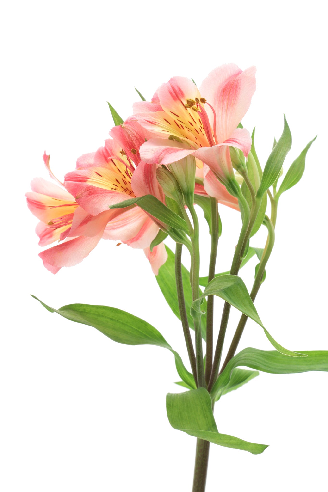 Alstroemeria Light Pink - BloomsyShop.com