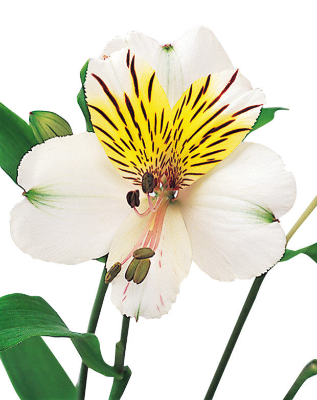 Alstroemeria White - BloomsyShop.com